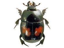 Histeridae | UK Beetle Recording